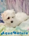 Bichón Maltés perros en venta: Bichón Maltés Macho 3302 - AQUANATURA - en Barcelona, Barcelona - Imagen 4