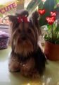 Yorkshire Terrier perros en venta: Cachorritos de Yorkshire mini  - en Iruña de Oca, Araba - Imagen 2