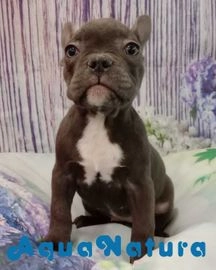 Bulldog Francés perros en venta en Barcelona, Barcelona - Propaganda 13