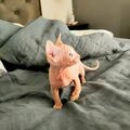 Sphynx gatos en venta: Sphynx blancos preciosos - en Vic, Barcelona - Imagen 12