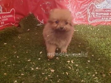 Pomerania perros en venta en San Sebastián de los Reyes, Madrid - Propaganda 18