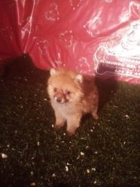 Pomerania perros en venta en Madrid, Madrid - Propaganda 19