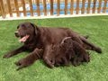 Labrador Retriever perros en venta: Cachorros labrador con Pedigree  - en Puerto Lumbreras, Murcia - Imagen 2