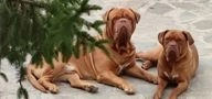 Dogo de Burdeos perros en venta en Torrelodones, Madrid - Propaganda 8