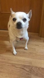 Chihuahua perros en adopcion en Alcalá de Henares, Madrid - Propaganda 4