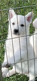 Pastor Blanco Suizo perros en venta en Tavernes Blanques, València - Propaganda 2