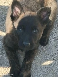 Pastor Belga Malinois perros en venta en Torrevieja, Alacant - Propaganda 10