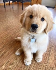 Golden Retriever perros en venta en Madrid, Madrid - Propaganda 1