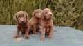 Labrador Retriever perros en venta: Labrador chocolate  - en Collado Villalba, Madrid - Imagen 2