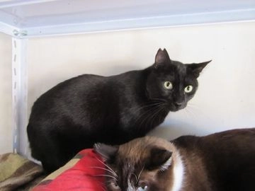 Mestizo gatos en adopcion en Madrid, Madrid - Propaganda 1