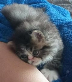 Himalayo gatos en venta en Madrid, Madrid - Propaganda 4