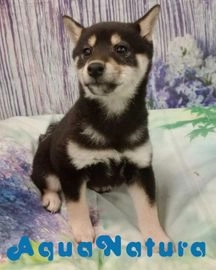 Shiba Inu perros en venta en Barcelona, Barcelona - Propaganda 5