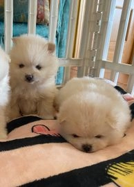 Pomerania perros en venta en Villanueva de la Serena, Badajoz - Propaganda 2