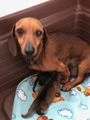 Teckel perros en venta: cachorros de teckel caniche - en Montroy, València - Imagen 5