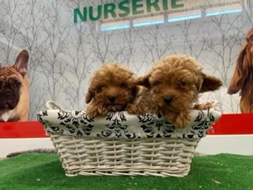 Caniche Mediano perros en venta en Sant Cugat Sesgarrigues, Barcelona - Propaganda 14