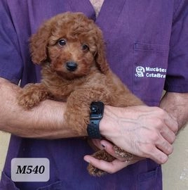 Caniche Toy perros en venta en Ventalló, Girona - Propaganda 15