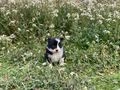 Border Collie perros en venta: Border Collie con pedigree - en Santa Coloma de Gramenet, Barcelona - Imagen 5