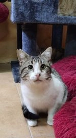 Mestizo gatos en adopcion en Alcalá de Henares, Madrid - Propaganda 5
