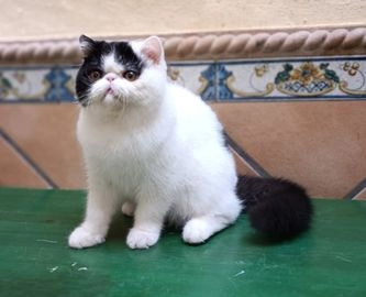 Exótico de Pelo Corto gatos en venta en Morón de la Frontera, Sevilla - Propaganda 2