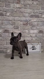 Bulldog Francés perros en venta en Badalona, Barcelona - Propaganda 4