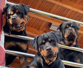 Rottweiler perros en venta en Covelo, Pontevedra - Propaganda 1
