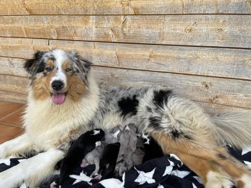 Pastor Australiano perros en venta en Valle de Trápaga-Trapagaran, Bizkaia - Propaganda 8