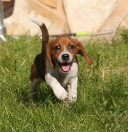 Beagle perros en venta en Coslada, Madrid - Propaganda 8