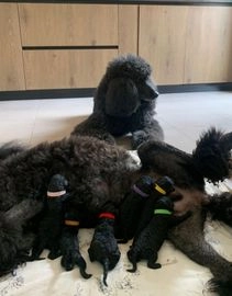 Caniche Gigante perros en venta en San Martín de Montalbán, Toledo - Propaganda 5