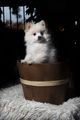 Pomerania perros en venta: Cachorros Pomeraia - en Zuia, Araba - Imagen 9