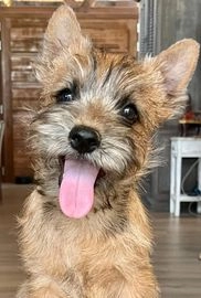 Cairn Terrier perros en venta en Zaragoza, Zaragoza - Propaganda 4