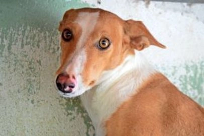 Mestizo perros en adopcion en Xàtiva, València - Propaganda 18