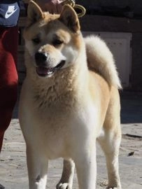 Akita Americano perros en adopcion en Badajoz, Badajoz - Propaganda 11