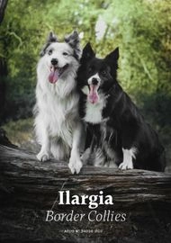 Border Collie perros en venta en Montbrió del Camp, Tarragona - Propaganda 9