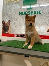 Shiba Inu perros en venta en Sant Cugat Sesgarrigues, Barcelona - Propaganda 2
