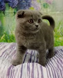 Scottish Fold gatos en venta en Barcelona, Barcelona - Propaganda 9