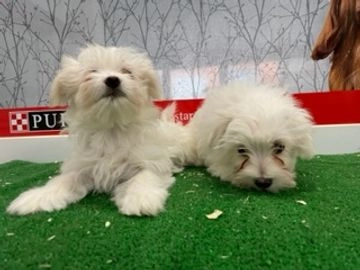 Bichón Maltés perros en venta en Sant Cugat Sesgarrigues, Barcelona - Propaganda 6