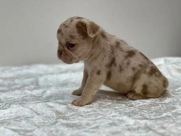 Bulldog Francés perros en venta en Madrid, Madrid - Propaganda 7