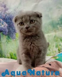 Scottish Fold gatos en venta en Barcelona, Barcelona - Propaganda 9