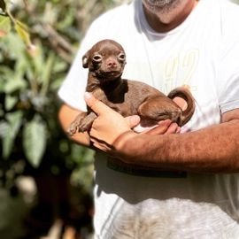 Chihuahua perros en venta en Torrejón de Ardoz, Madrid - Propaganda 11