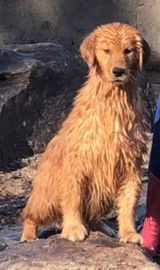 Golden Retriever perros en venta en Lalín, Pontevedra - Propaganda 1