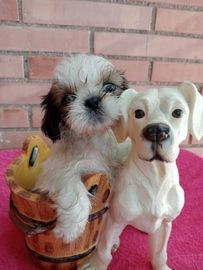 Shih Tzu perros en venta en Badalona, Barcelona - Propaganda 9