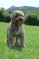 Perro de Agua Español perros en venta: Perico - en Laredo, Cantabria - Imagen 2