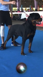 Rottweiler perros para monta en Rubí, Barcelona - Propaganda 8