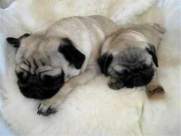 Carlino - Pug perros en venta en Coslada, Madrid - Propaganda 12