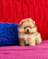 Pomerania perros en venta en Murcia, Murcia - Propaganda 8