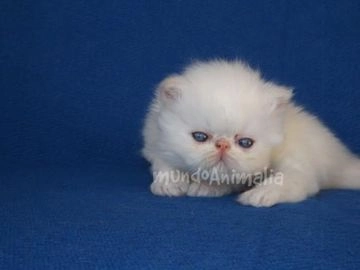 Himalayo gatos en venta en Madrid, Madrid - Propaganda 8
