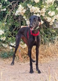 Galgo Español perros en adopcion en Alcalá de Henares, Madrid - Propaganda 7