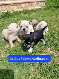 Chihuahua perros en venta en Mijas, Málaga - Propaganda 6