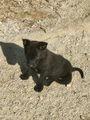 Pastor Belga Malinois perros en venta: Pastor belga holandés  - en Torrevieja, Alacant - Imagen 13