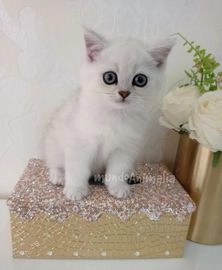 Británico de Pelo Corto gatos en venta en Marbella, Málaga - Propaganda 11